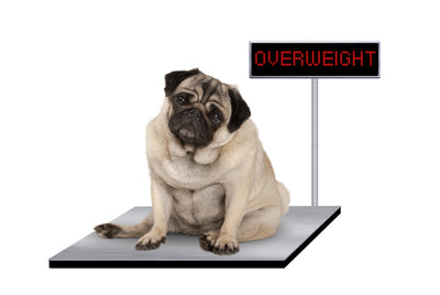 Cum poți obține scăderea în greutate a câinelui tău?