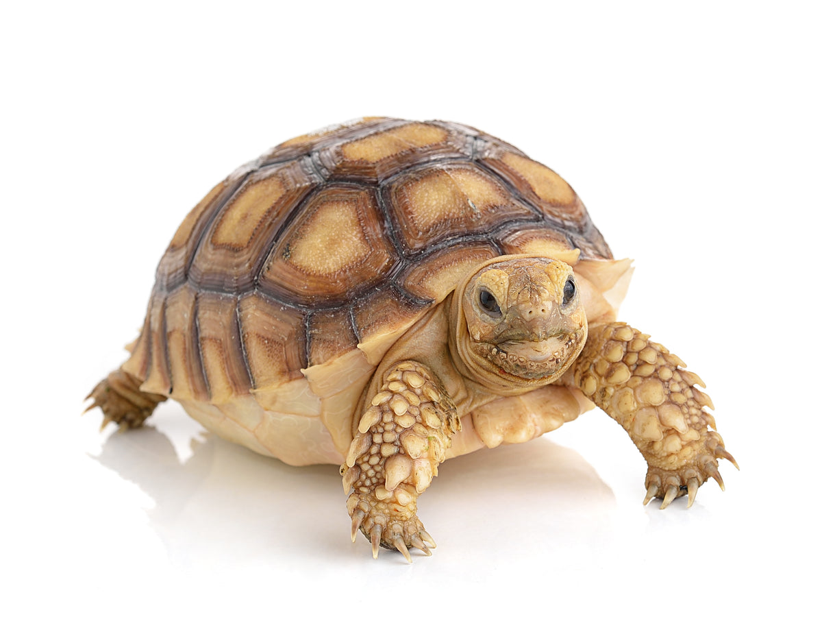 Diferite specii de broaște țestoase